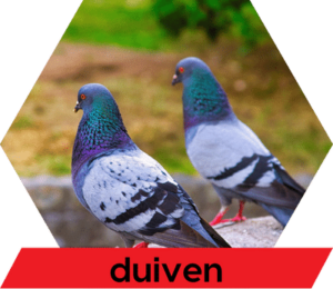 Diersoort duiven