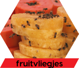 Diersoort fruitvliegjes