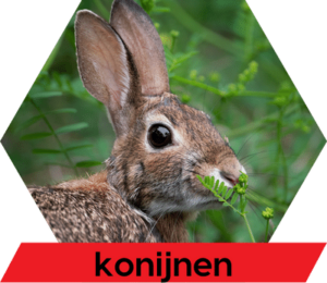 Diersoort konijnen