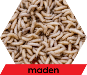 Diersoort maden