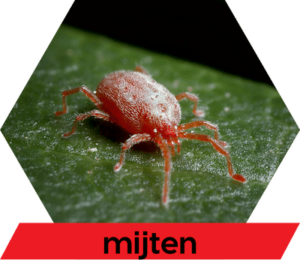 Diersoort mijten