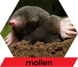 Diersoort mollen