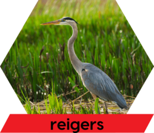 Diersoort reigers