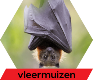 Diersoort vleermuizen